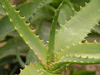 Aloe Camperi (f. Undulata) (fam Asphodelacees) (Afrique tropicale) (03) (Photo F. Mrugala)